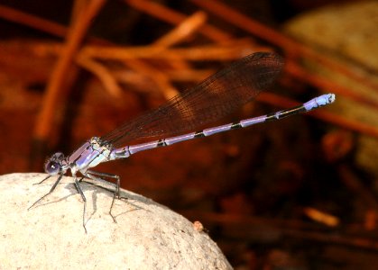 DANCER, TONTO (argia tonto) (6-21-09) cave creek cyn, az -01