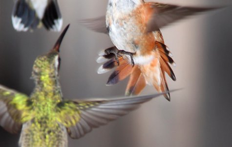 HUMMINGBIRD, RUFOUS (7-31-11)  imm fem, 78 circulo montana, patagonia lake ranch estates, scc, az -02