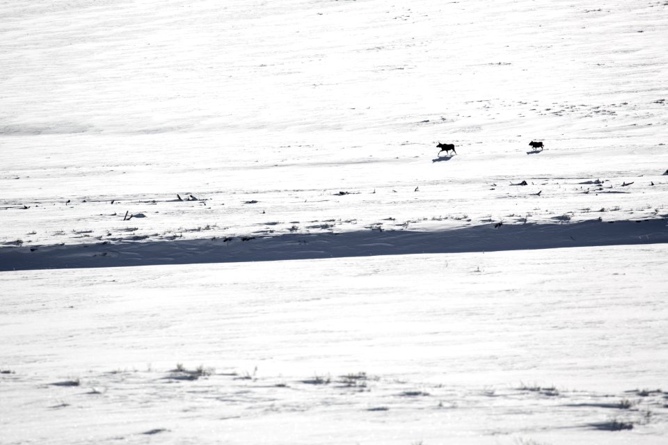 Moose in Lamar Valley