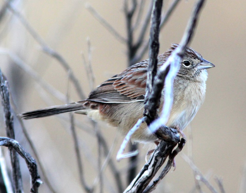 SPARROW, BOTTERI'S (12-30-12) mile 0.6 lado de loma, patagonia lake ranch estates, scc, az -01