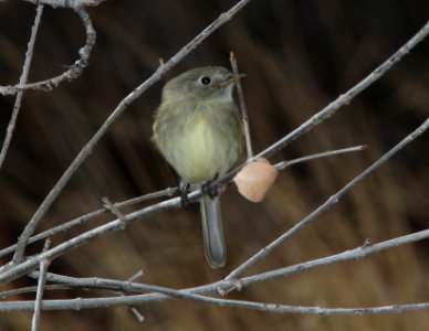 FLYCATCHER, DUSKY (12-31-10) pena blanca lake, scc, az -02