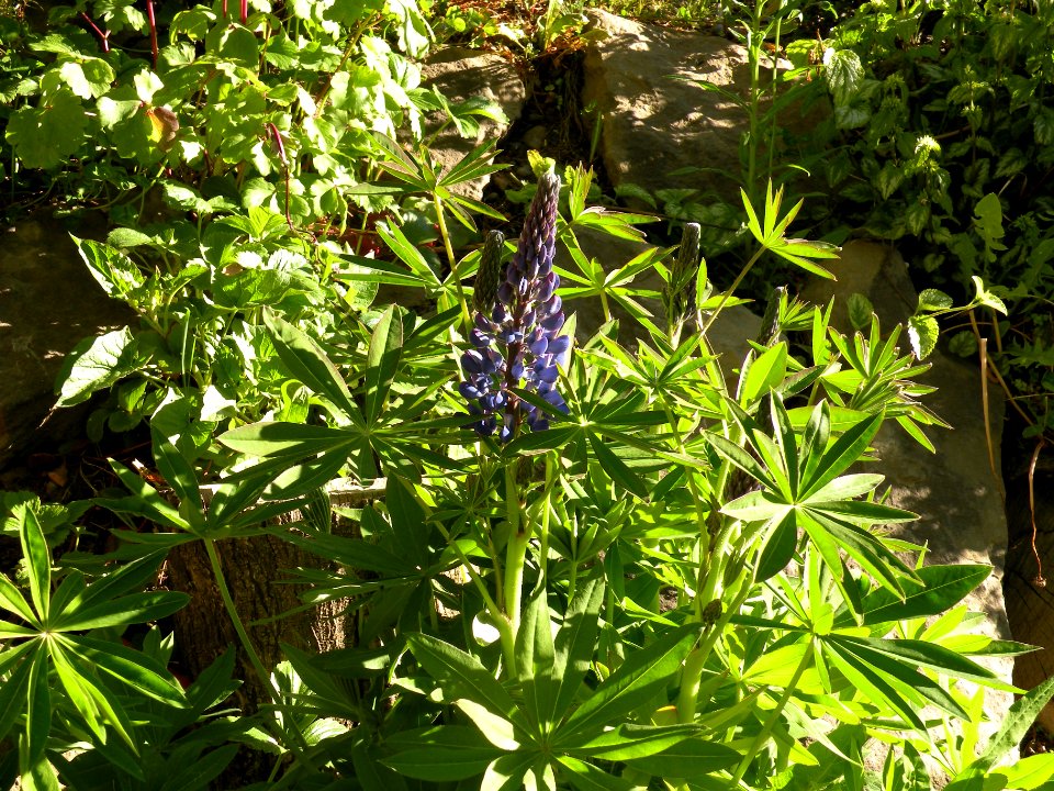 Lupinus aff. polyphyllus Lindl. Fabaceae o Leguminosae.