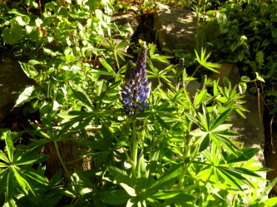Lupinus aff. polyphyllus Lindl. Fabaceae o Leguminosae.