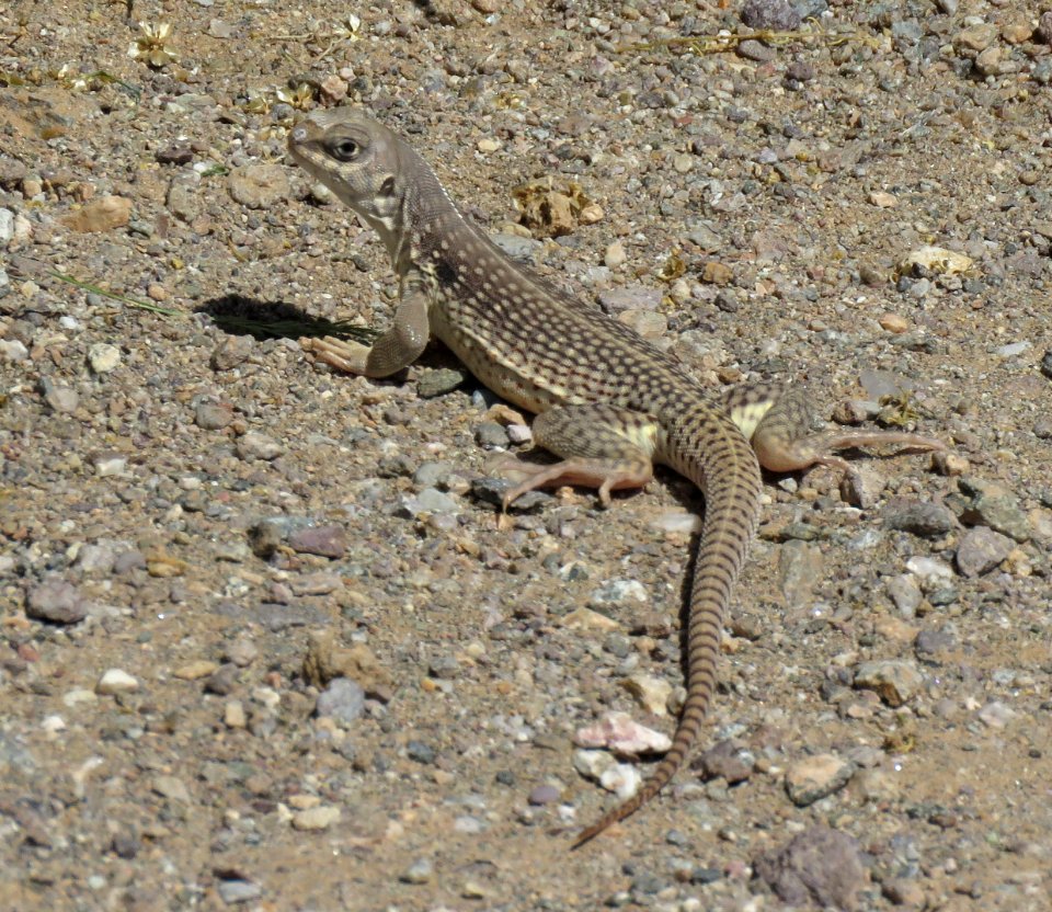 DESERT IGUANA (Dipsosaurus dorsalis)(4-7-2020) just north of the algodones sand dunes along rte 78, imperial co, ca -01