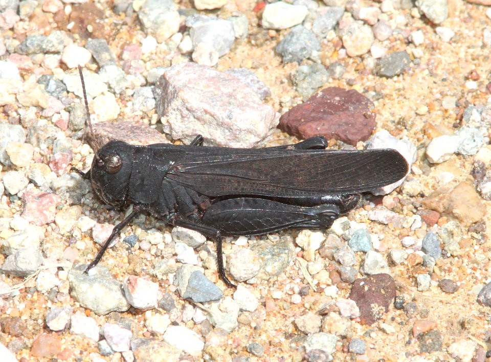 GRASSHOPPER, RED-WINGED (Arphia pseudonietana) (9-10-12) california gulch, scc, az -01