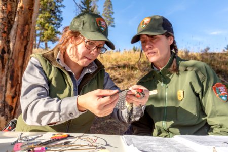 Yellowstone Bird Program (10): Wildlife Biologist Lauren Walker and Biological Science Technician Mary Beth Albrechtsen examine the wing of a red-naped sap sucker photo