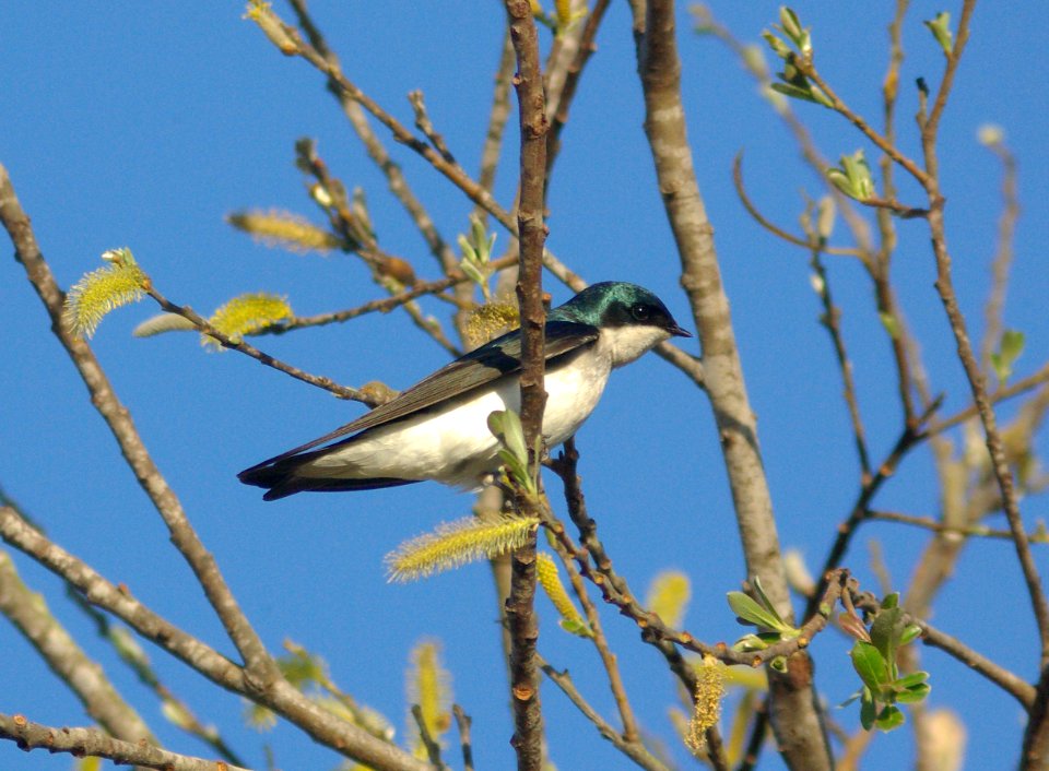 SWALLOW, TREE (3-23-09) oso-01