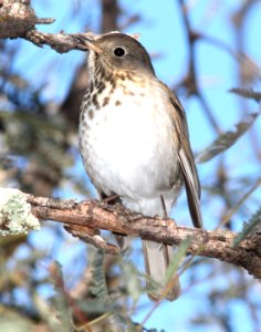 THRUSH, HERMIT (12-15-11) humboldt cyn, patagonia mts, scc, az -04