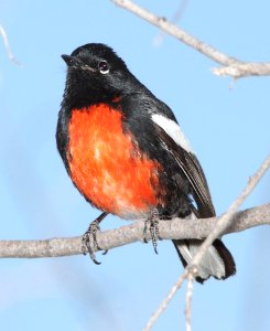 REDSTART, PAINTED (4-3-12) pena blanca lake, scc, az -02