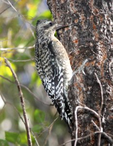SAPSUCKER, YELLOW-BELLIED (11-17-10) juv, blue haven rd, patagonia, scc, az -13