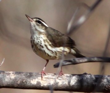 WATERTHRUSH, LOUISIANA (1-11-11) Sonoita Creeek, Patagonia Roadside Rest, scc, az -01b