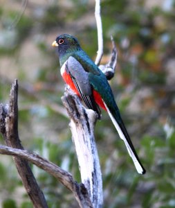 TROGON, ELEGANT (11-8-12) sycamore cyn, pajarito mts, scc, az -02