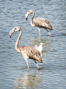 Neck beak nature