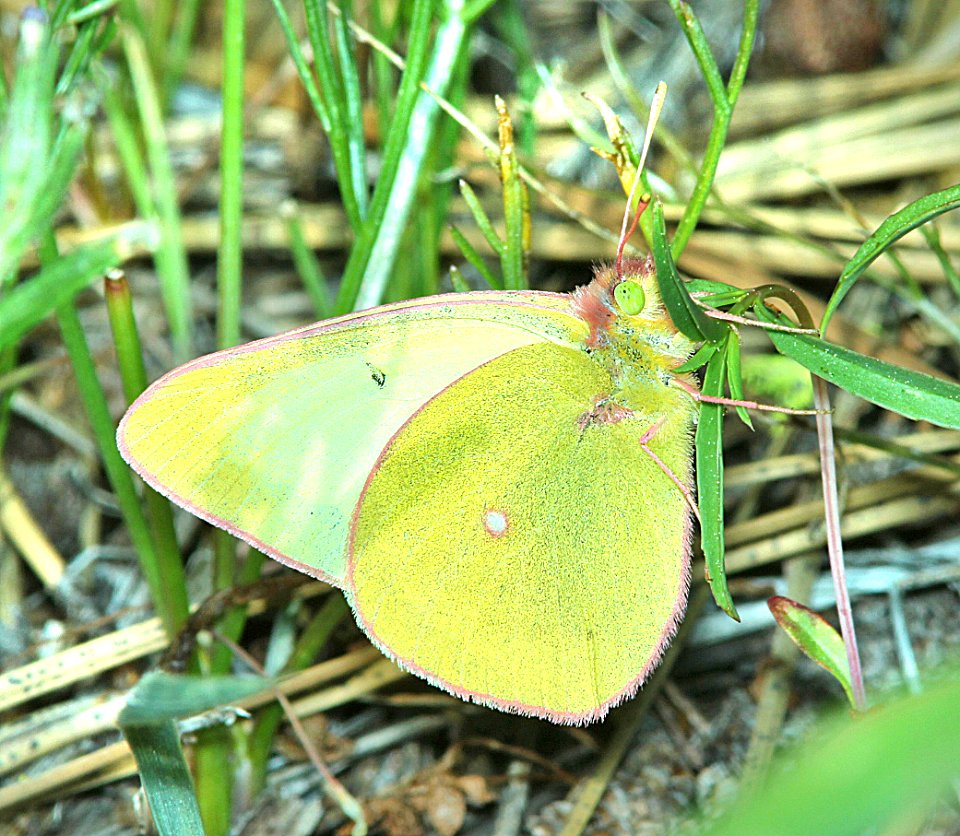 SULPHUR, PINK-EDGED (Colias interior) (6-10-2014) ochoco mts, crook co, oregon -01