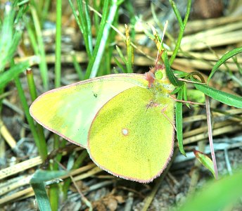 SULPHUR, PINK-EDGED (Colias interior) (6-10-2014) ochoco mts, crook co, oregon -01