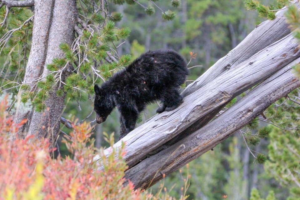 Black bear on Durnraven Pass