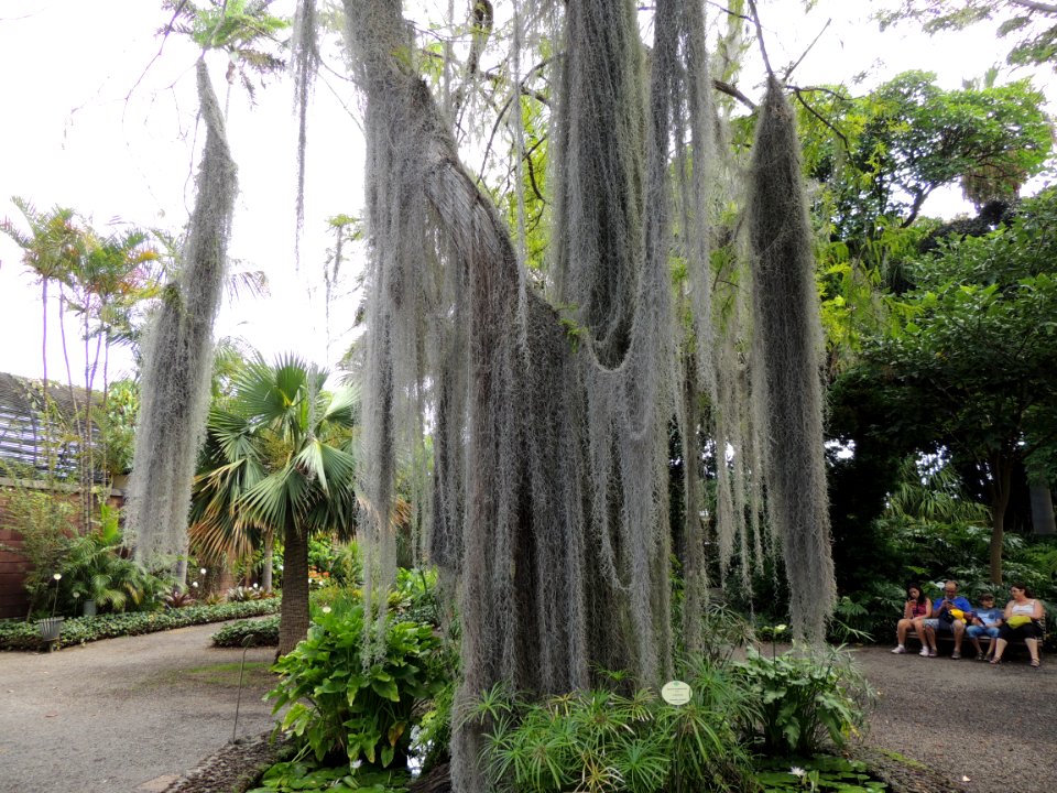 Tillandsia usneoides (L.) L. Bromeliaceae. "Paste de cerro, Spanish moss."