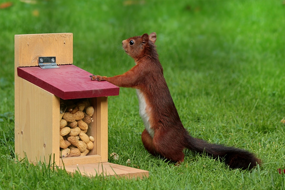 Foraging feed box peanuts