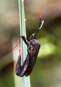 GIANT AGAVE BUG (Acanthocephala thomasi) (9-10-12) california gulch, scc, az -02