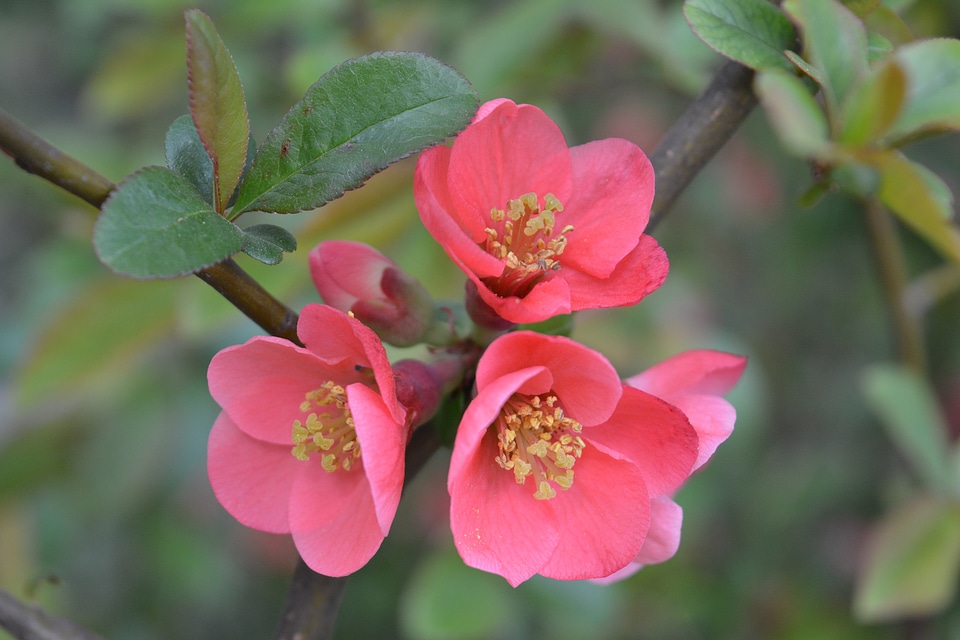 Bush floral garden photo