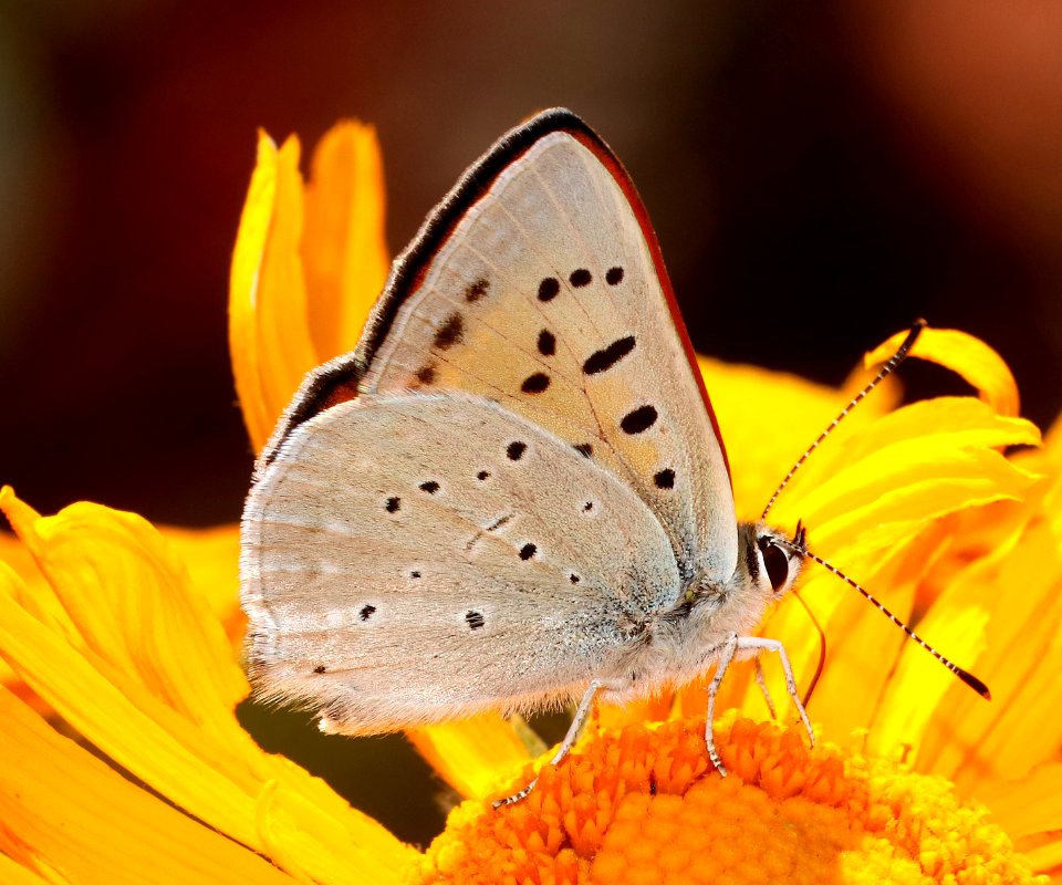 COPPER, FERRIS'S RUDDY (Lycaena rubidus ferrisi) (6-21-2020) 8800 ft, mile 231.9 of Rte 191, just north of Hannigan meadow, greenlee co, az -18