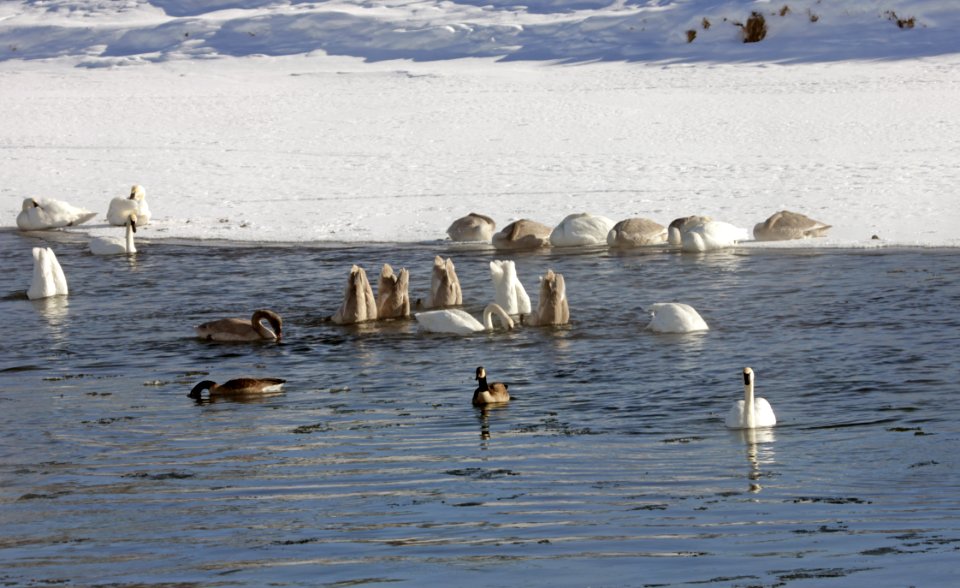 Swans and geese