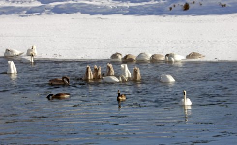 Swans and geese photo