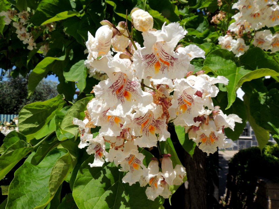 Catalpa bignonioides Walter. Bignoniaceae. "Árbol indio", "catalpa común".
