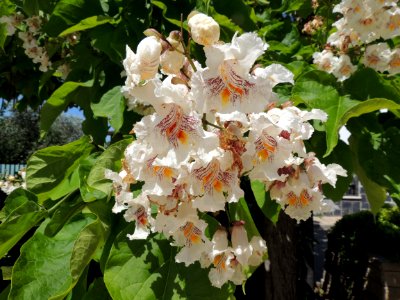 Catalpa bignonioides Walter. Bignoniaceae. "Árbol indio", "catalpa común".