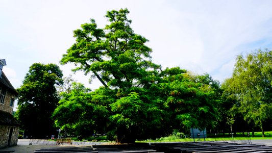 Aylesford Priory Tree