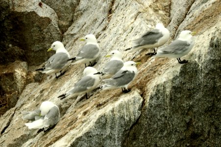 345 - BLACK-LEGGED KITTIWAKE (6-16-2019) northwest glacier tour, kenai fjords nat park, out of seward, ak -03