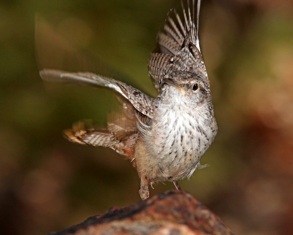 690 - ROCK WREN (4-30-13) humboldt cyn, patagonia mts,  scc, az (2)