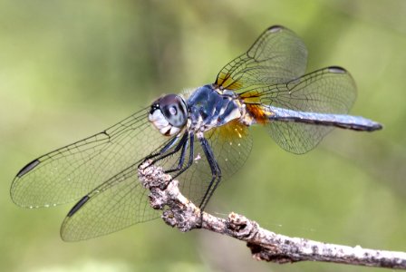 DASHER, BLUE (Pachydiplax longipennis) (7-9-12) male, patagonia lake, scc, az -01