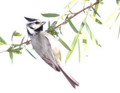 TITMOUSE, BRIDLED (3-21-12) patagonia lake state park, scc, az -01