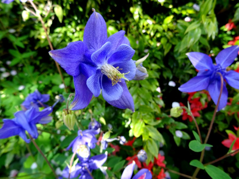 Scotney Castle Gardens