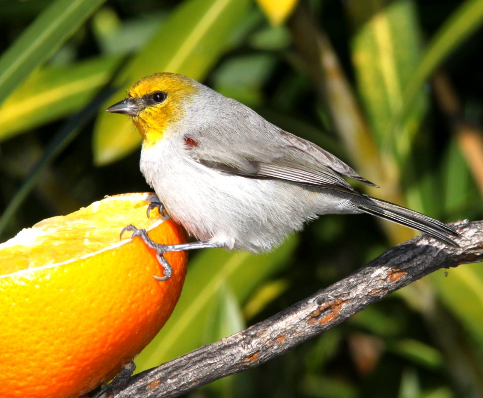 VERDIN (12-19-12) 78 circulo montana, patagonia lake ranch estates, scc, az -01