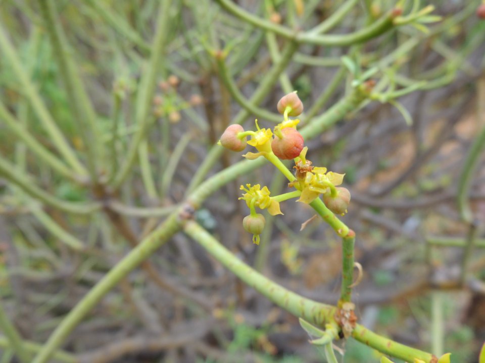 Euphorbia lamarckii Sweet. Euphorbiaceae.