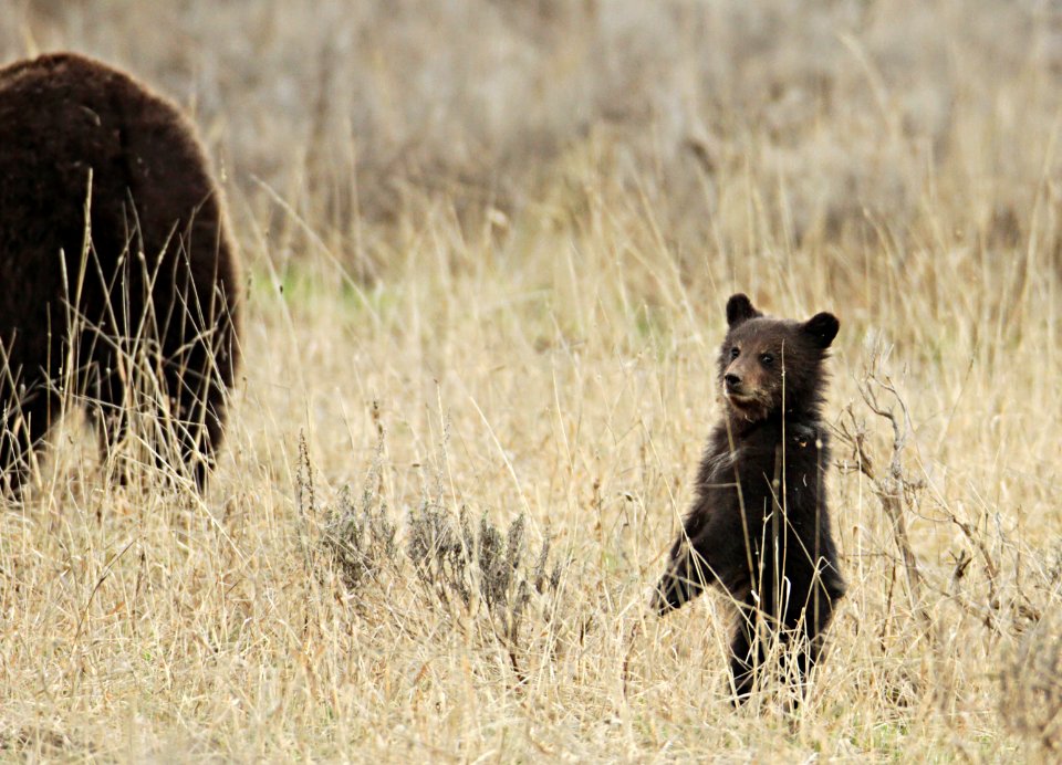 Grizzly  cub and sow