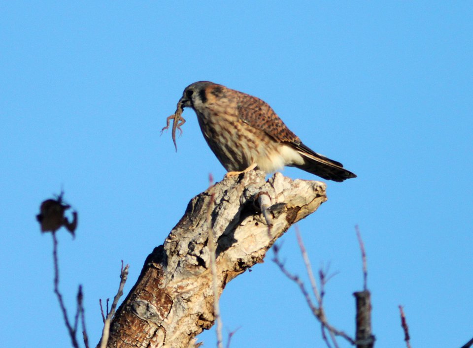 KESTREL, AMERICAN (10-30-09) with lizard, carrizo -01