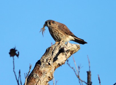 KESTREL, AMERICAN (10-30-09) with lizard, carrizo -01