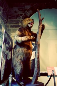 Warwick Museum Bear