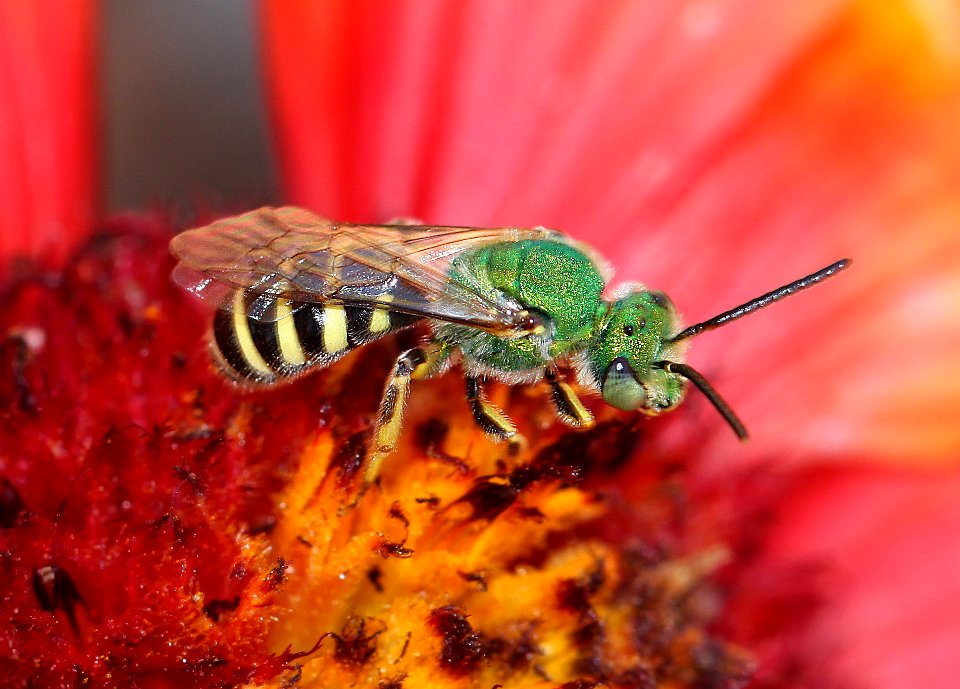 SWEAT BEE, sp (Agapostemon sp) (11-18-11) 78 circulo montana, patagonia lake ranch estates, scc, az -01