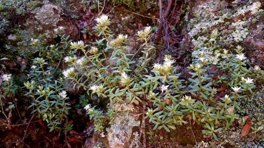 COCKERELL'S SEDUM (Sedum cockerellii) (9-29-2019) sycamore canyon, pajarito mts, santa cruz co, az -01