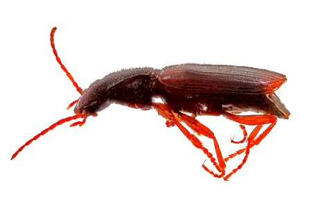 Cymindis unicolor (side view)