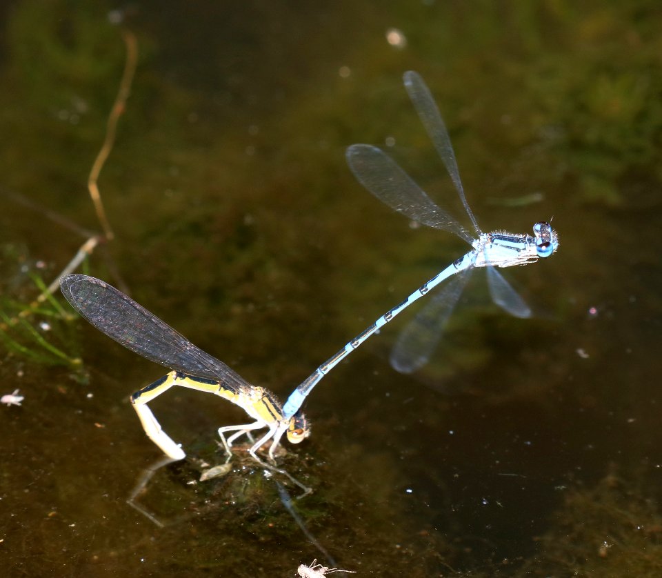 BLUET, ARROYO (Enallagma praevarum) (9-27-2020) pena blanca lake, santa cruz co, az -02 in tandem, ovipoiting