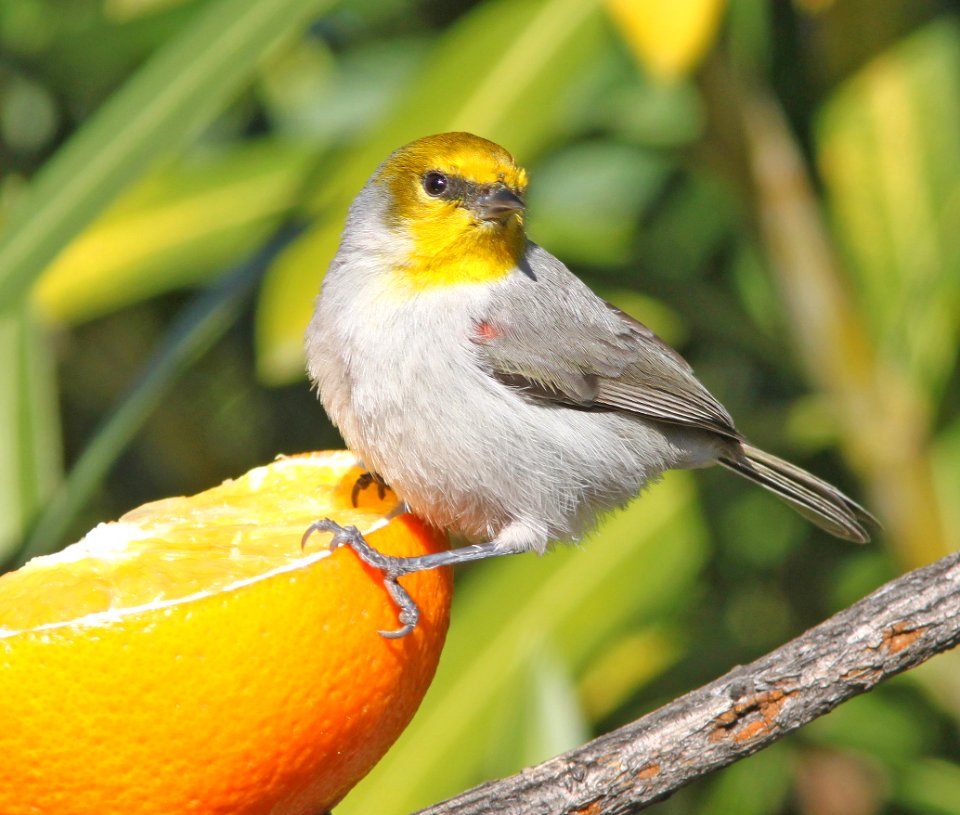 VERDIN (12-19-12) 78 circulo montana, patagonia lake ranch estates, scc, az -02