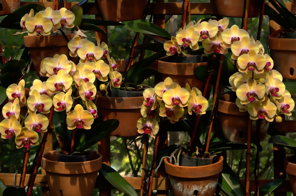 Botanical gardens atlanta