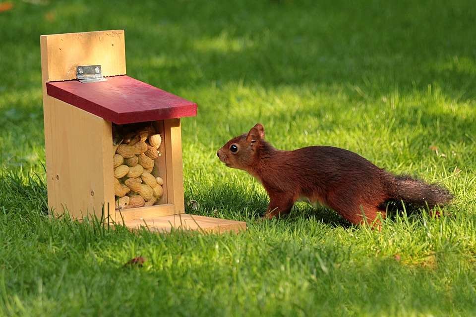 Foraging feed box peanuts