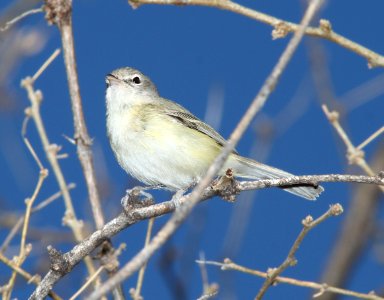 VIREO, BELL'S (3-28-11) sonoita creek state natural area, scc, az -01