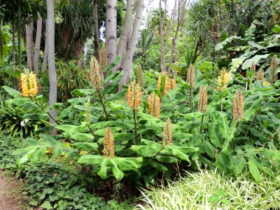 Hedychium gardnerianum Sheppard ex Ker Gawl. Zingiberaceae. "Kahili ginger".